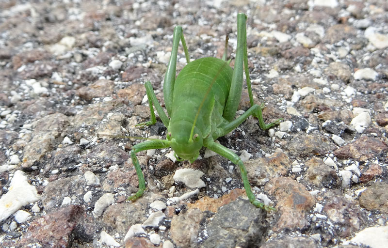 Polysarcus denticauda - Phaneropteridae